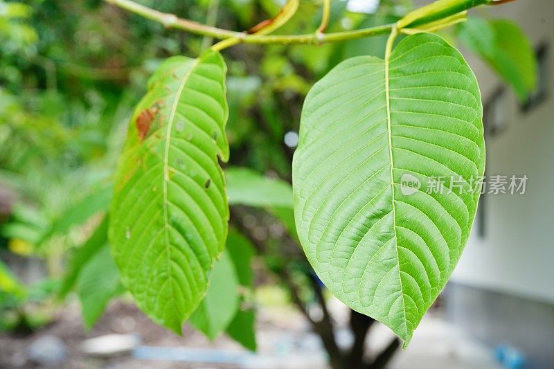 Mitragyna speciosa leaf （kratom）